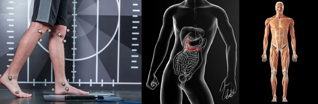 12 CE Hour Myofascial & Neuromuscular Therapy (Computer-Based Live Interactive Webinar)