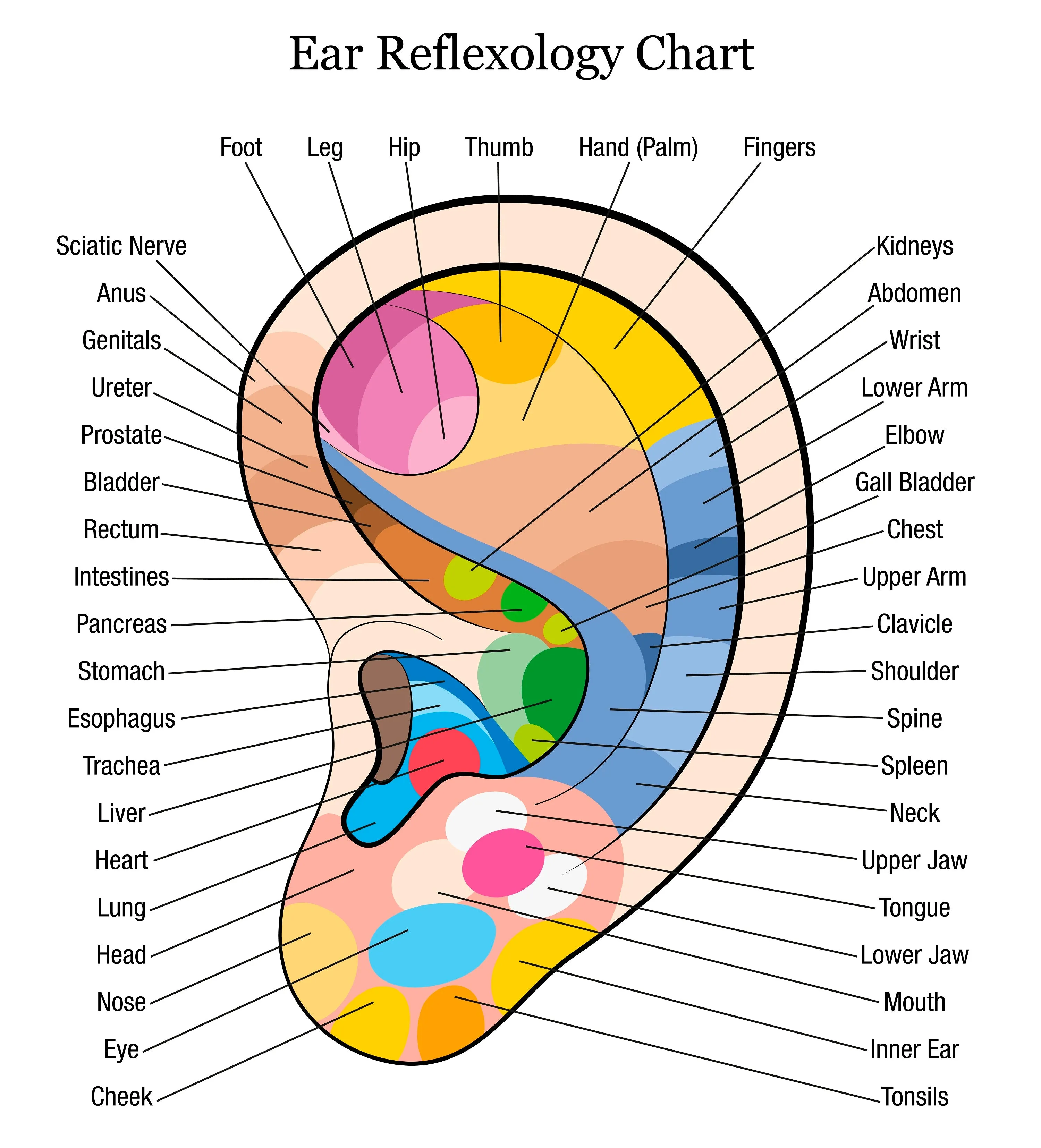 12 CE Hour Reflexology: Foot, Hand & Ear (Computer-based Live Interactive Webinar)