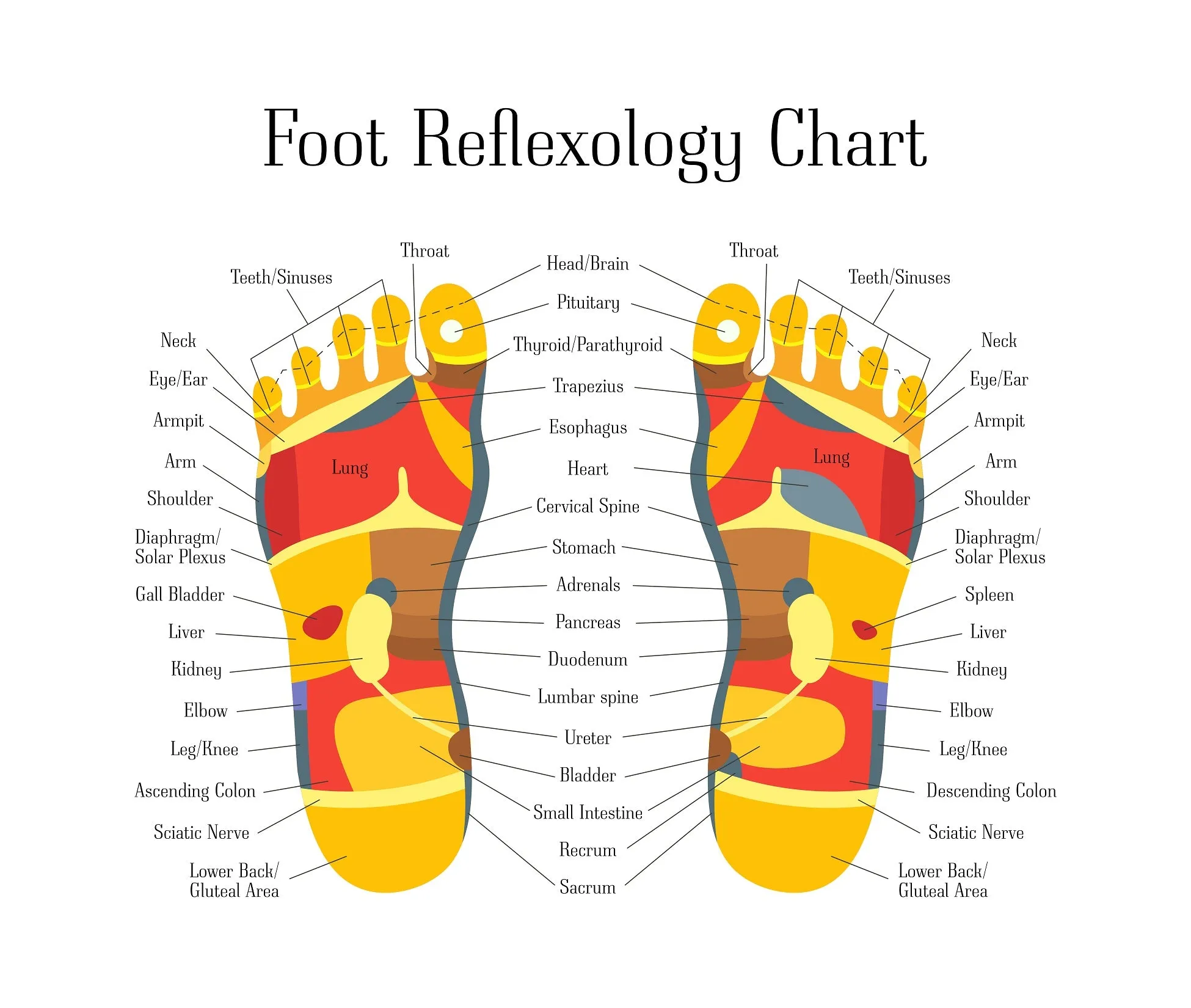 3 CE Hour Intro to Foot Reflexology