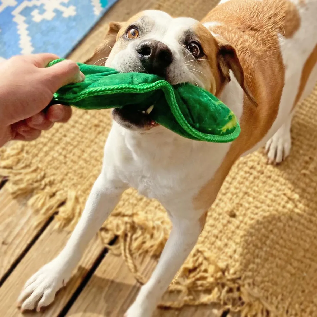 Doggijuana Tuffer Chewer Refillable Dill Pickle Dog Toy