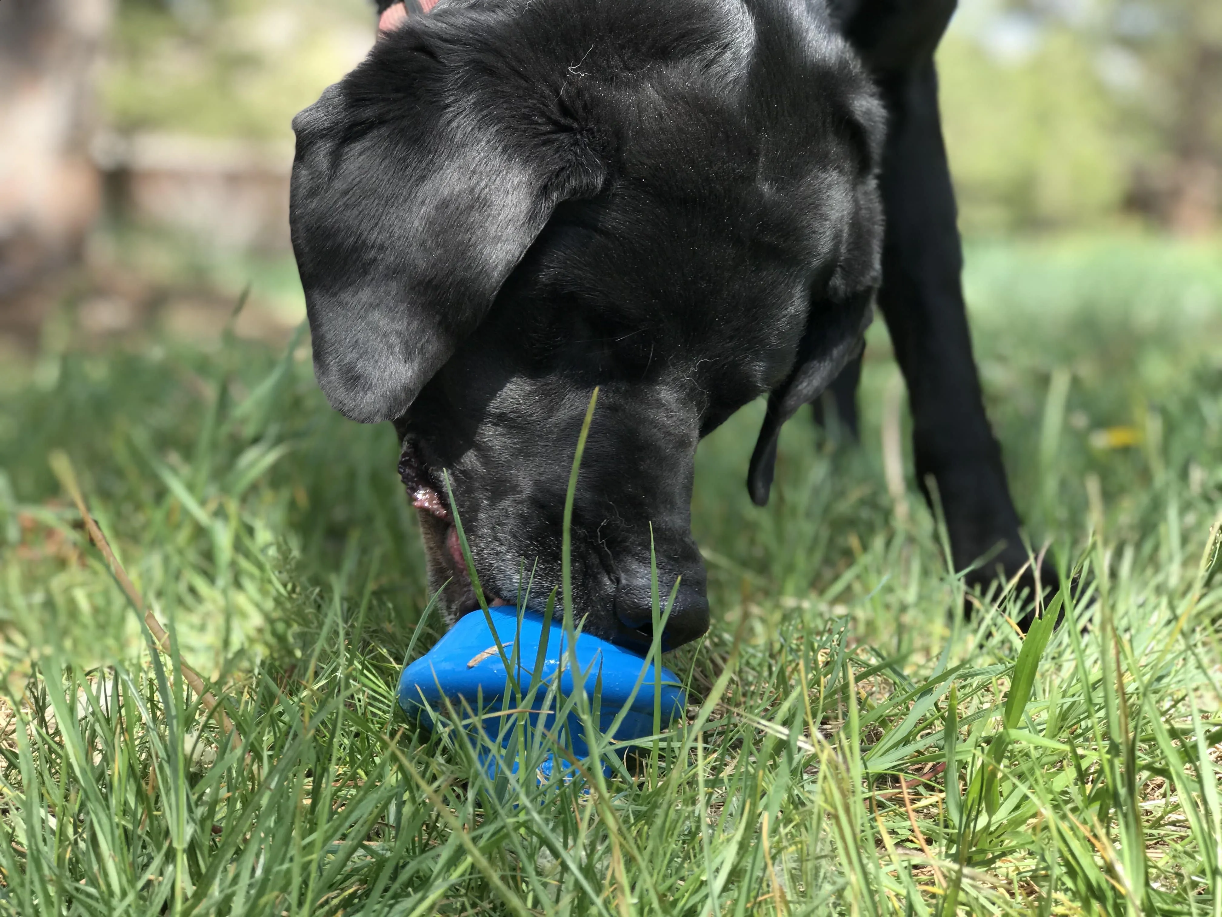 Flying Saucer eDispenser Durable Rubber Chew Toy & Treat Dispenser