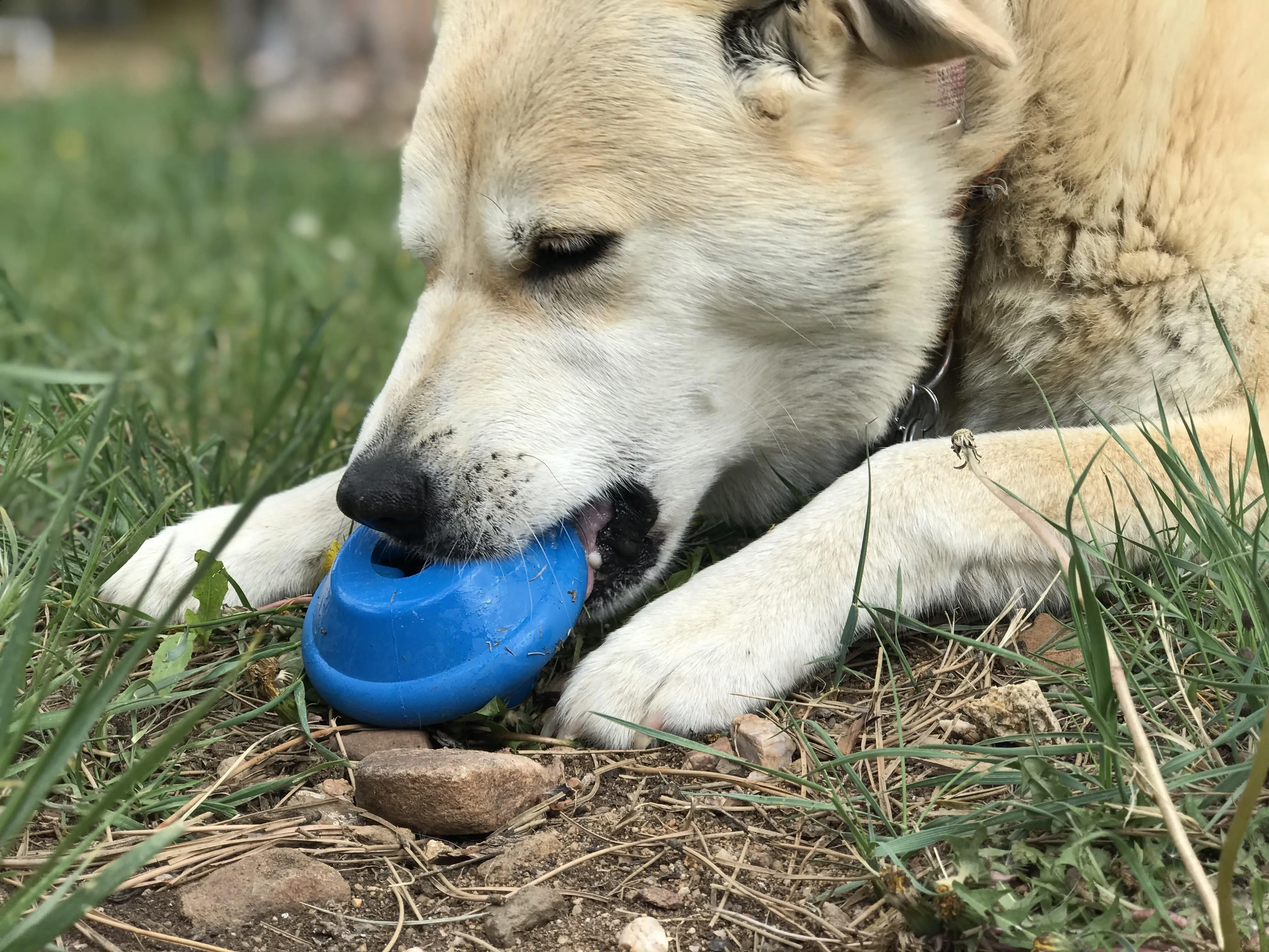 Flying Saucer eDispenser Durable Rubber Chew Toy & Treat Dispenser