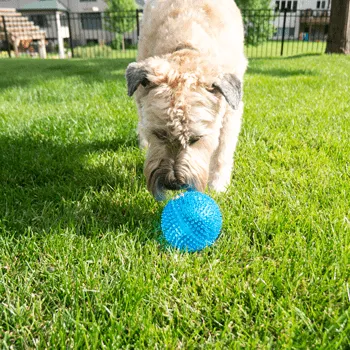 Gnawsome Extra Large Squeaker Ball