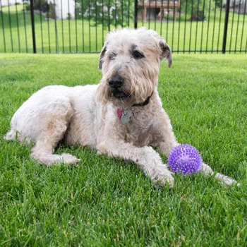 Gnawsome Medium Squeaker Ball