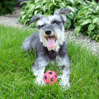 Gnawsome Small Squeak & Light Soccer Ball