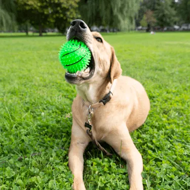 Gnawsome Squeak & Light Basketball