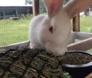 Hay Chix Fun Foraging Net