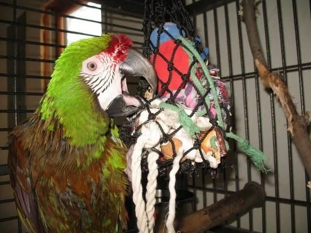 Hay Chix Fun Foraging Net