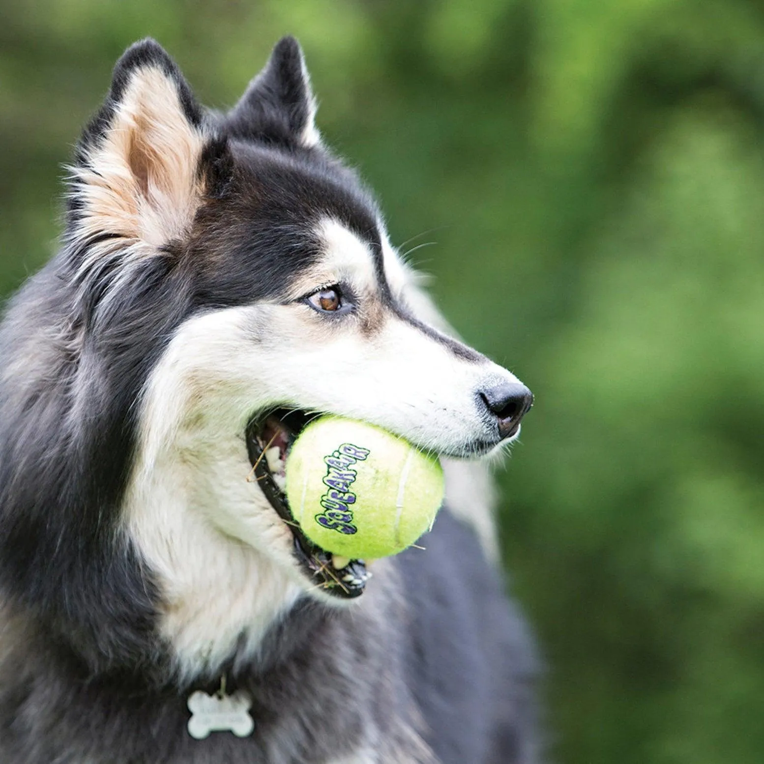 Kong SqueakAir Tennis Balls - Large - 2 Pack