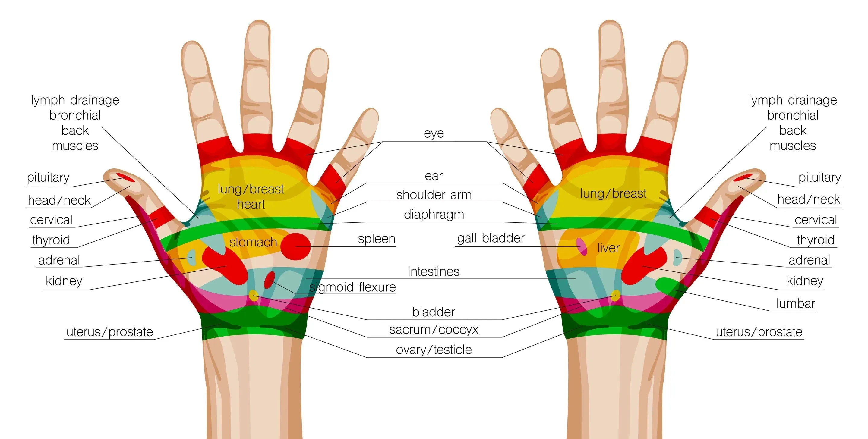 LIVE IN-PERSON 6 CE Hour Hand & Ear Reflexology