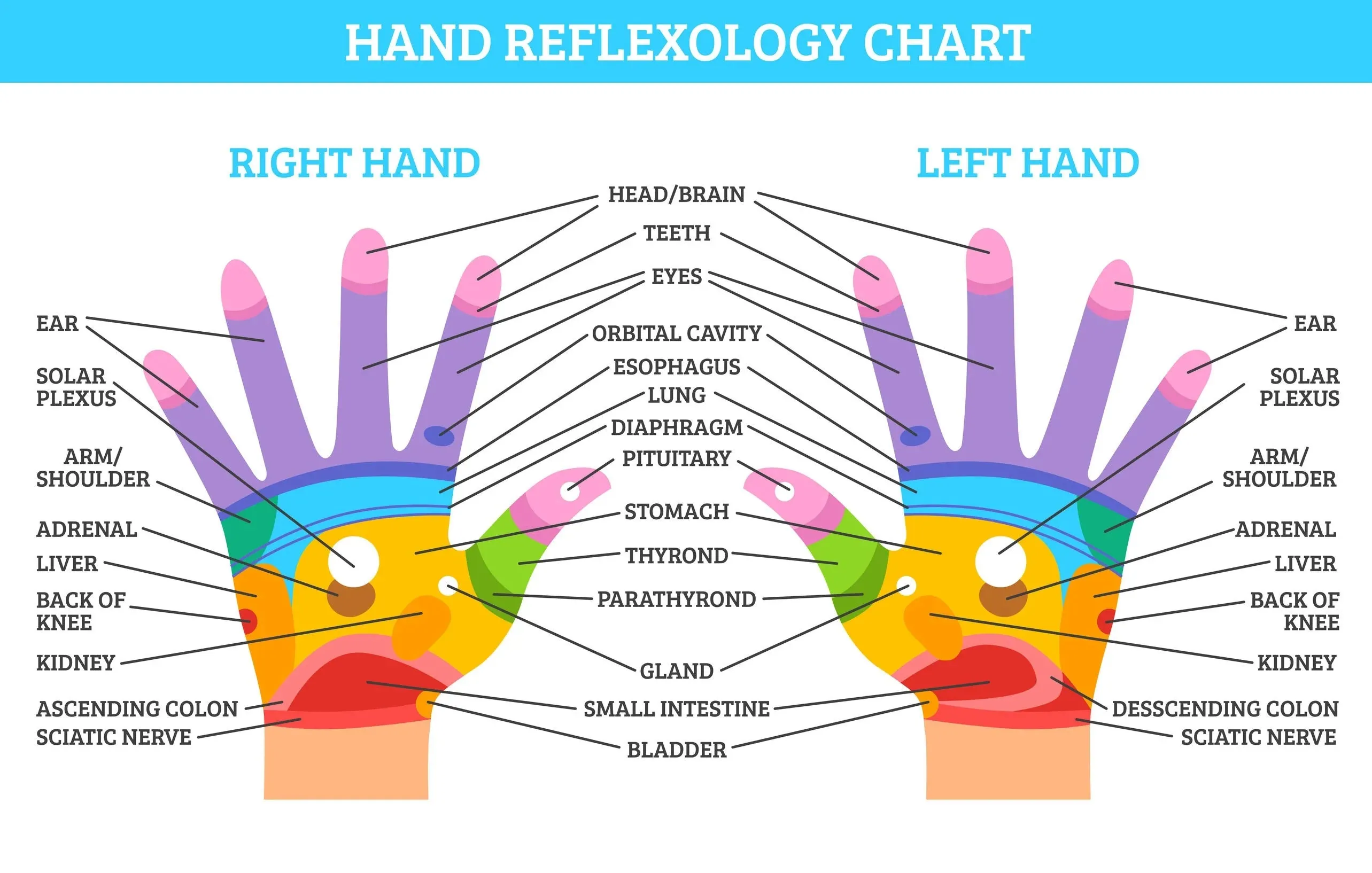 LIVE IN-PERSON 6 CE Hour Hand & Ear Reflexology