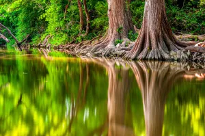 Onion Creek Cypresses | Texas Puzzle | 250, 500, 1000 Pieces