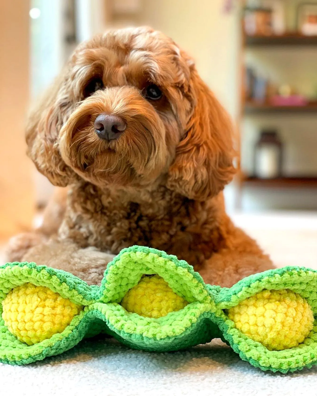 PEAPOD INTERACTIVE DOG TOY