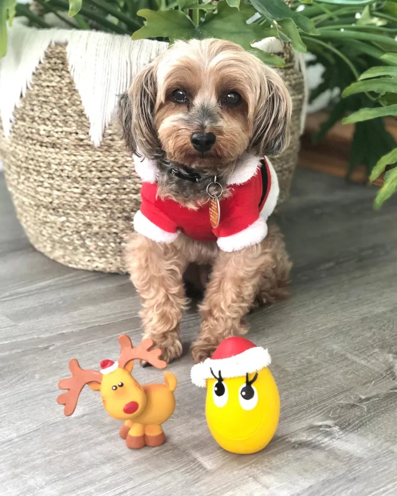 Santa Egg Latex Dog Toy