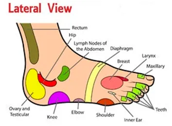 Self-paced Online Home Study 12 CE Hour Reflexology: Foot, Hand & Ear