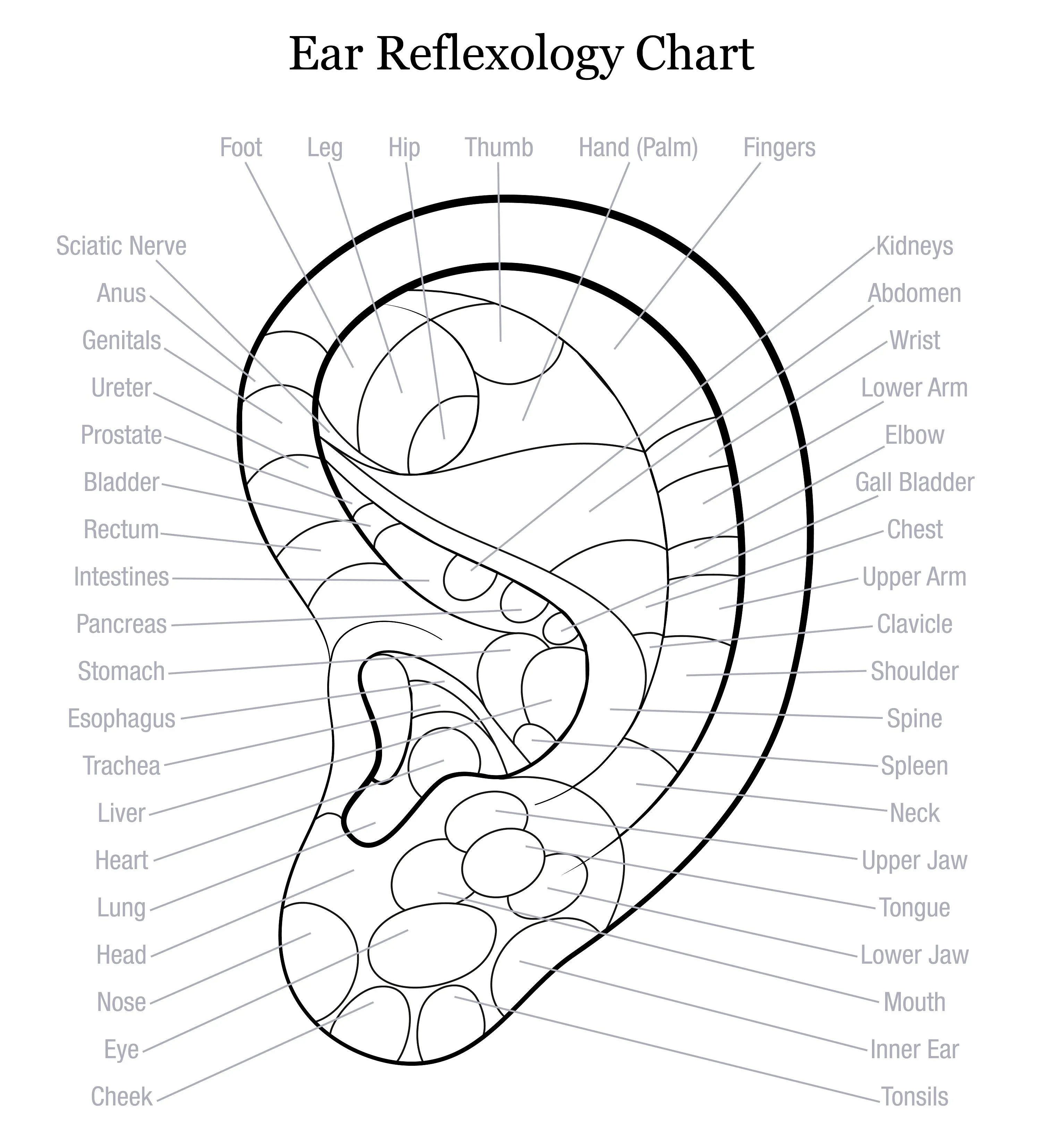 Self-paced Online Home Study 12 CE Hour Reflexology: Foot, Hand & Ear