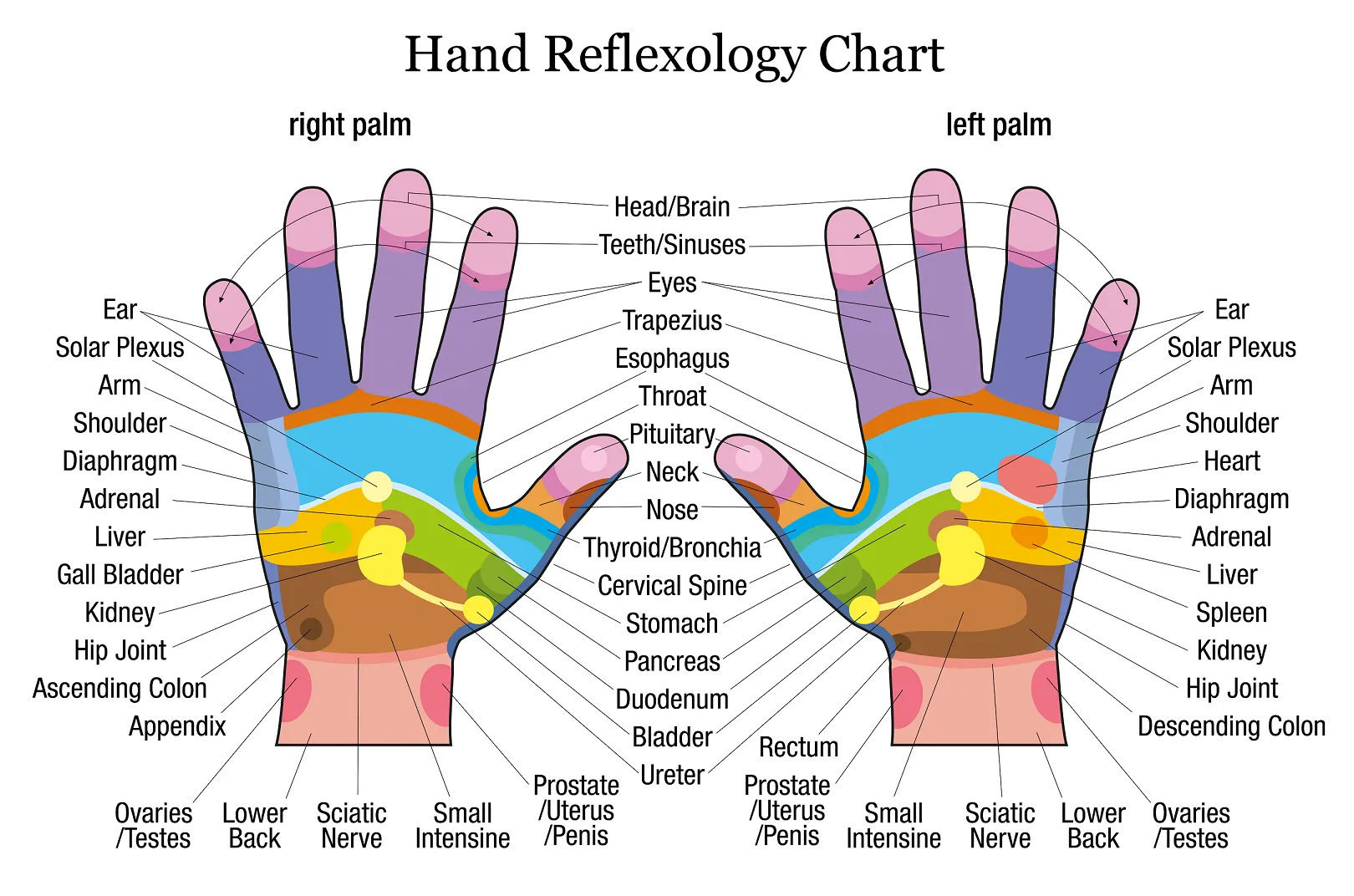 Self-paced Online Home Study 12 CE Hour Reflexology: Foot, Hand & Ear