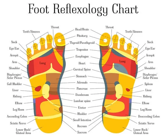 Self-paced Online Home Study 12 CE Hour Reflexology: Foot, Hand & Ear