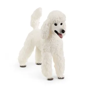 Toy | Poodle